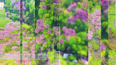 一起相约太平国家森林公园，共赴紫荆盛宴