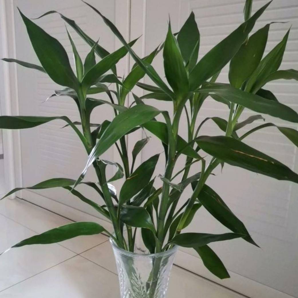 富贵竹几天换水一次最好 13aab5bd0f6443bb9820c4ae1c34fce0.jpeg