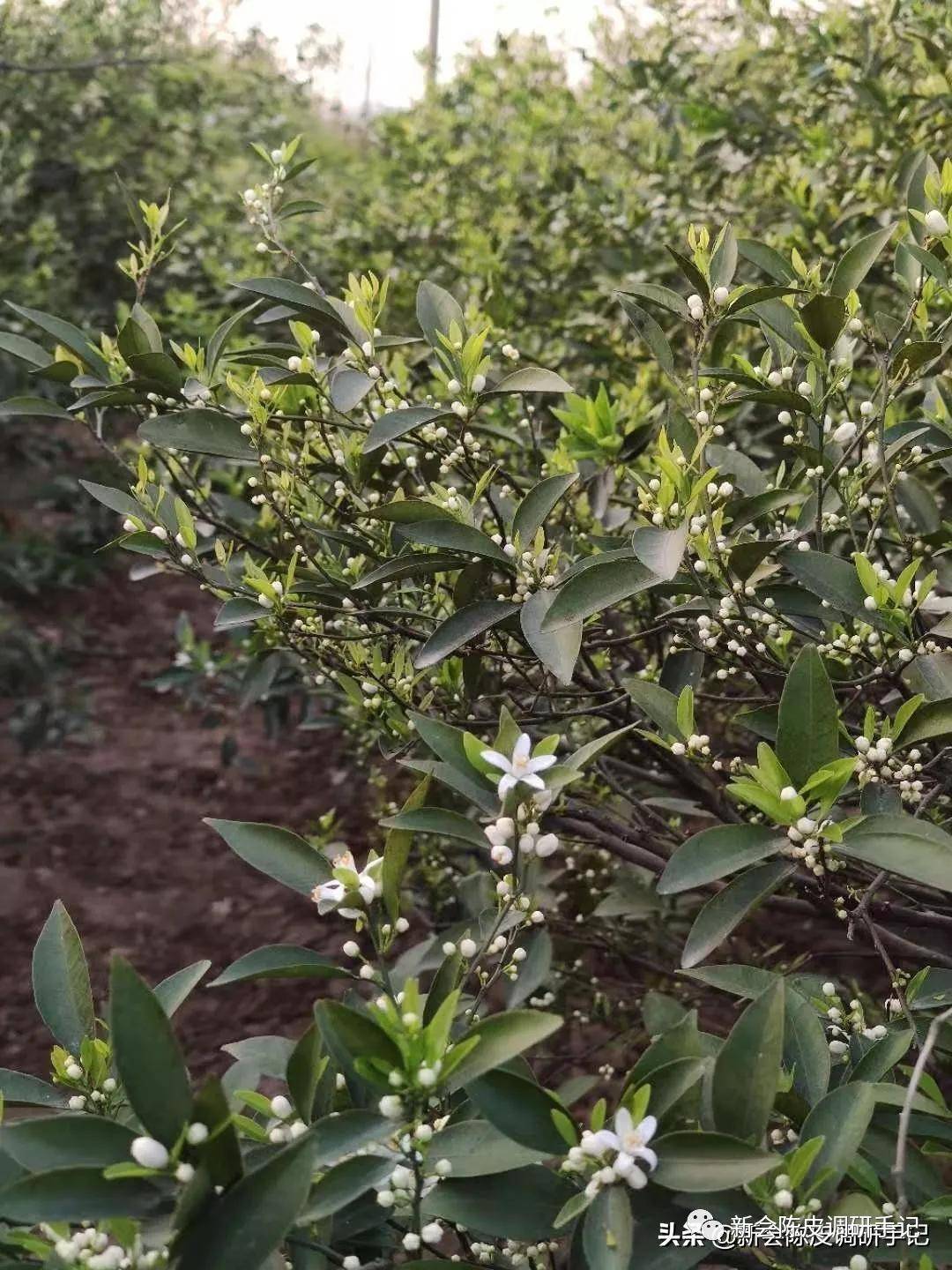 新会陈皮柑树春暖花开陈皮产量可期抱歉可能是我想多了