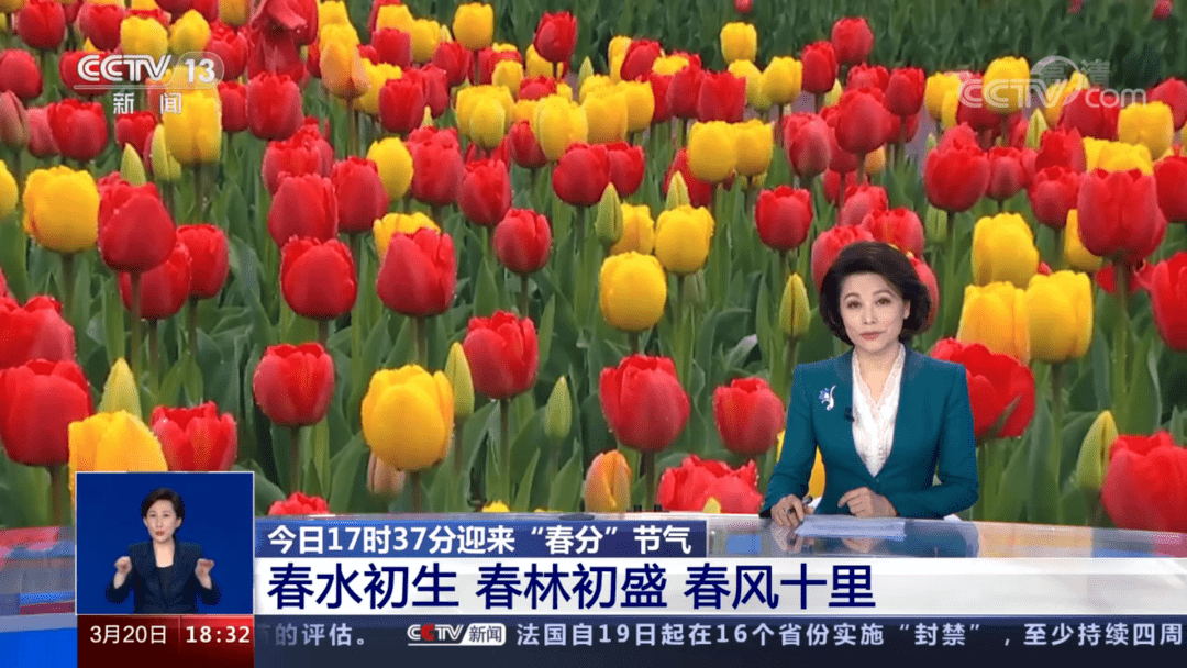 桌山黑石公园郁金香上央视新闻了！踏青赏花神仙地，来这就对了！