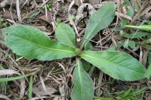 什么叫正官有根 50729b6fce48485ea723befe766ad8dc.jpeg