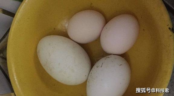怀孕的人要不要吃鹅蛋 9507b37b3d3047adb8811ff347708c48.jpeg