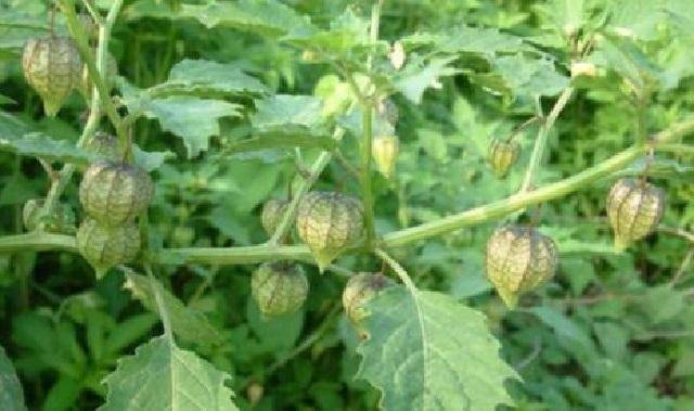 金钥匙草药长得什么样子 bb140e02b5f0484aa557ad98e164e5ef.jpeg