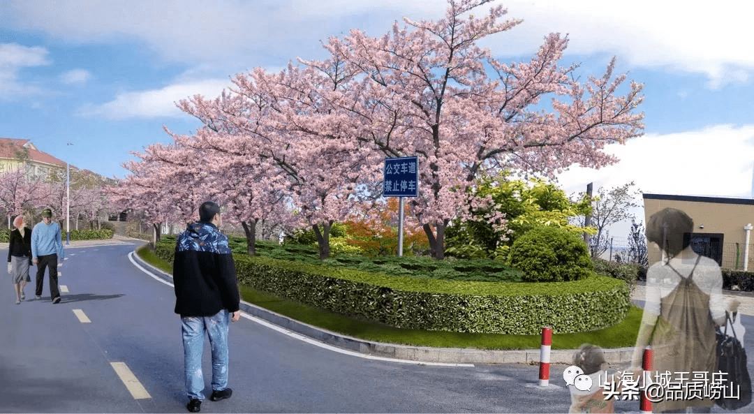 染井吉野樱种植方法