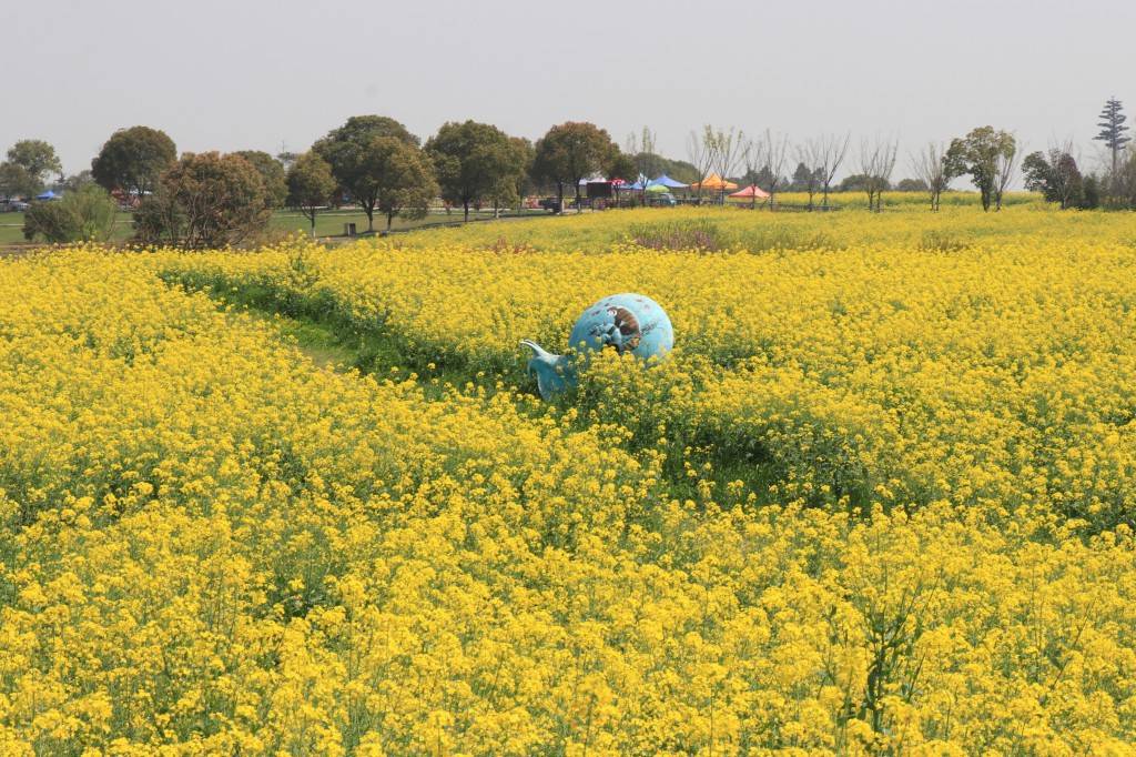 南京高淳的油菜花海简直美爆了