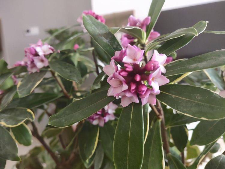 瑞香叶子下垂还能活吗别急对照下面4个点调整养护方法