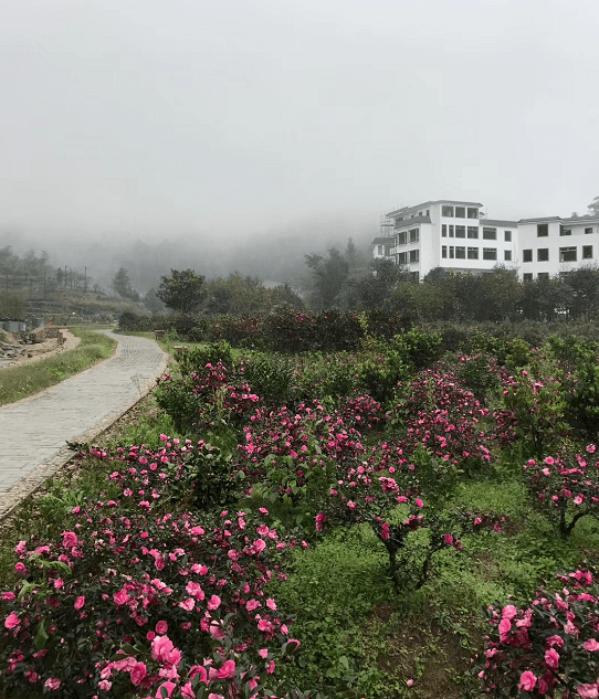 阿婆六茶花小镇位于良口镇锦村村阿婆六自然村,茶花种植区占地约20