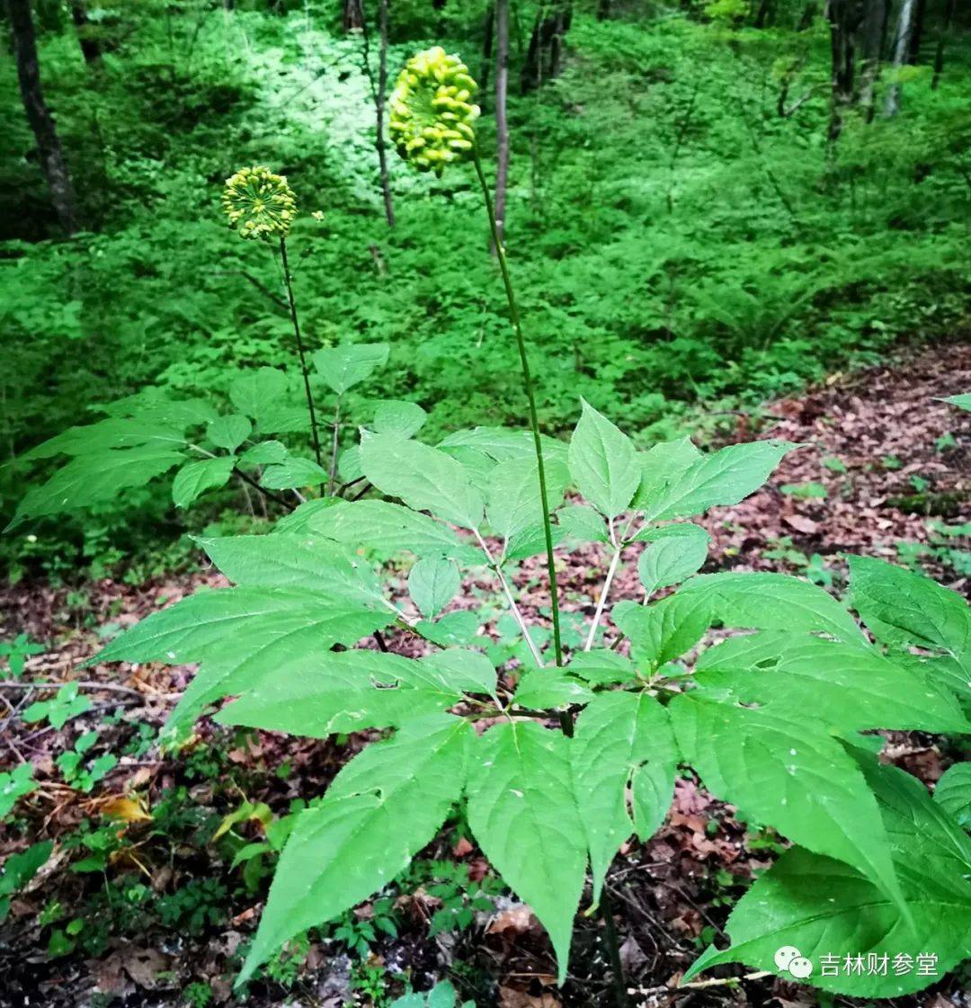 认识人参 从懂这几大分类开始