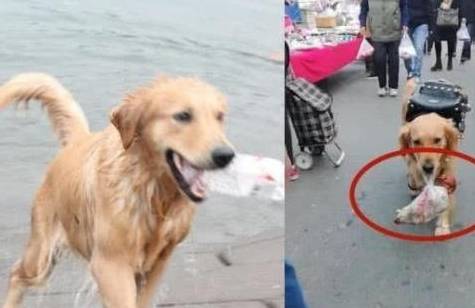 便宜小狗100元以上 cf08ac04e4b847719f782df2c86a76bd.jpeg