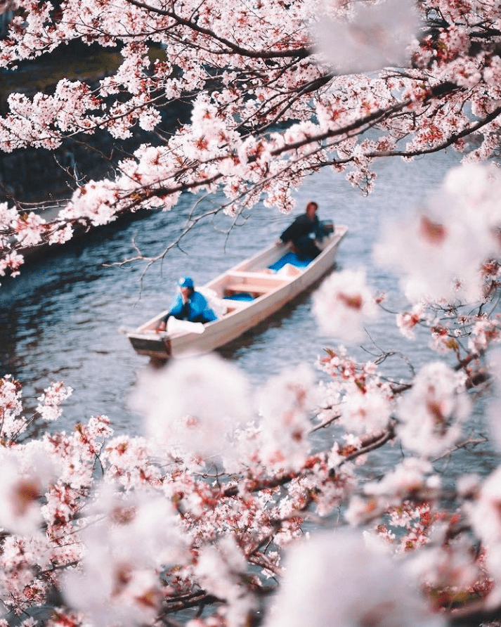 日本赏樱攻略！今年樱花哪里看？