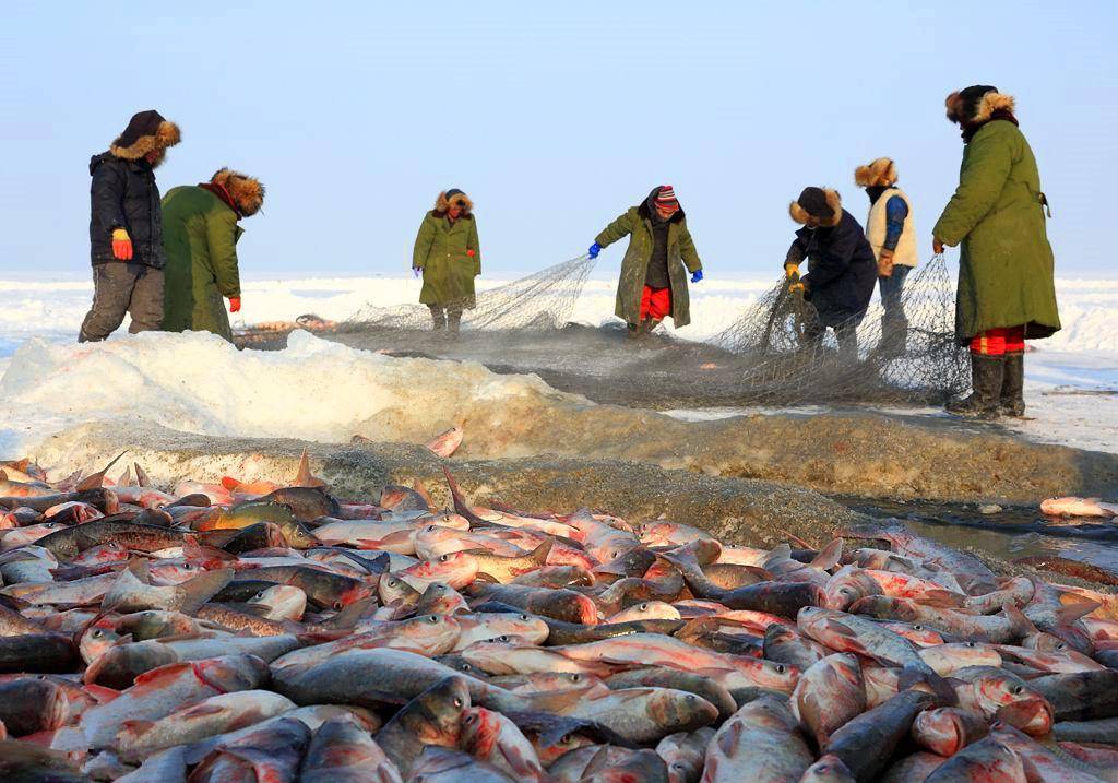 查干湖冬捕长达40天，胖头鱼堆积成山，游客在现场参观买鱼
