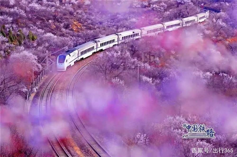 “花海列车”攻略上线！穿行万亩花田，迎接樱花雨，美景太惊艳