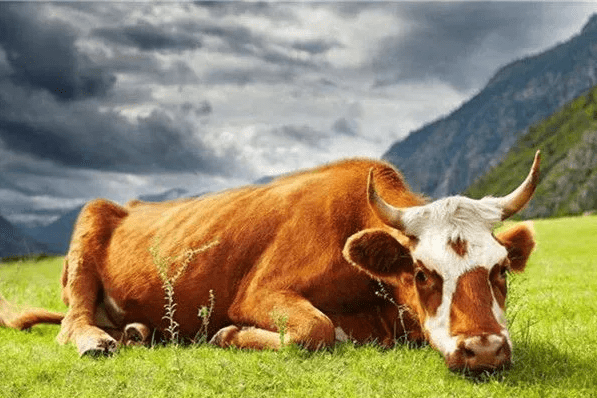 属牛人2021年,穿什么颜色鞋子最旺?生肖牛12月底开始转变