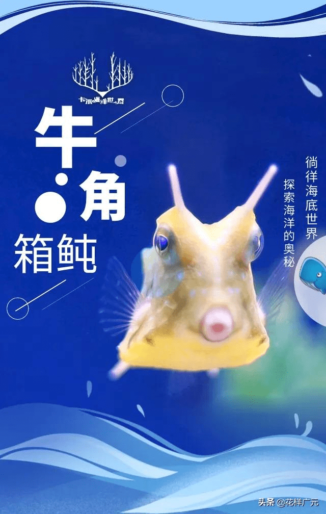 卡尔海洋世界海洋科普长角牛鱼十大超怪异海洋生物之一