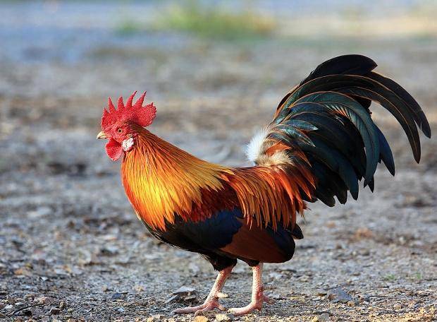 成语农什么蛇_成语故事图片