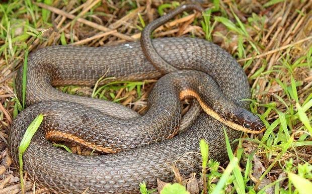 成语农什么蛇_成语故事图片