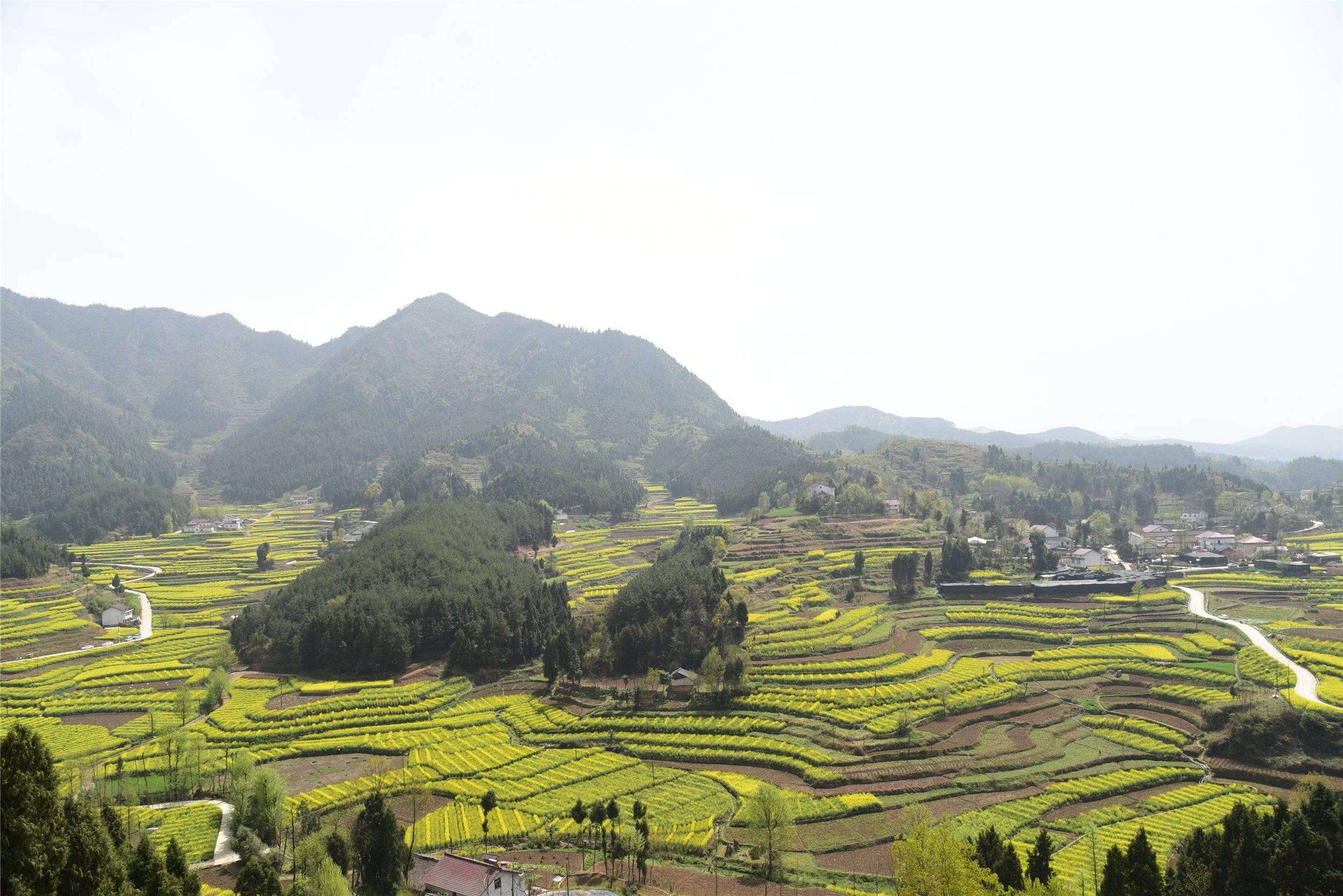 勉县漩水坪油菜花图片