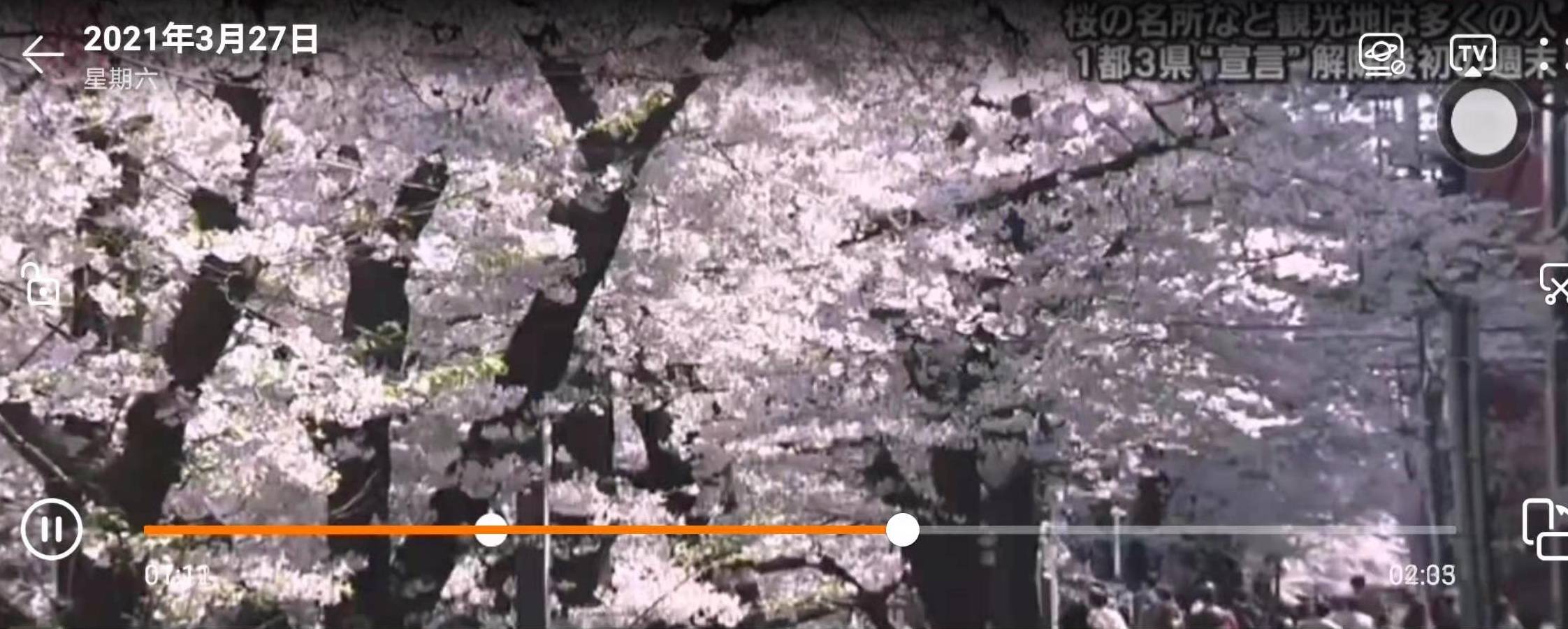 日本东京樱花正值盛开时节,周末著名赏樱地点聚集了赏樱的民众