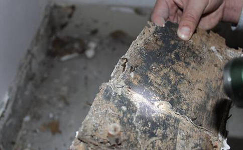 家里遇到白蚁怎么办?