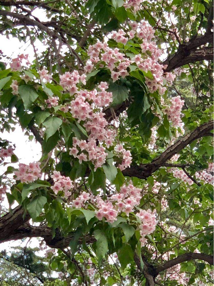 夏季学会养这些花 学点冷知识 嫩叶满枝头 花开量大 花色娇艳 绿色植物