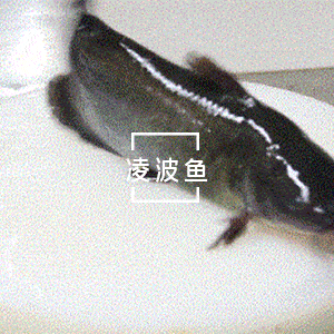 味可恋烤鱼饭 12款选择!南甜、北咸、东酸、西辣_凌波鱼