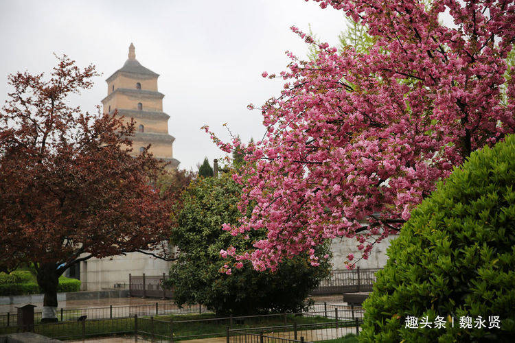 青龙寺樱花园不开放，就去大雁塔曲江池赏樱花吧，这个周末花正艳