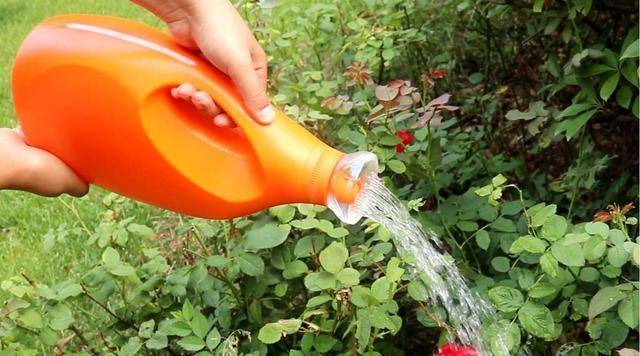 拿开水浇花真省事,比买的肥料都好使,花草长得旺