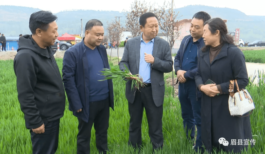 省农业农村厅到宝鸡眉县调研指导小麦条锈病防治工作