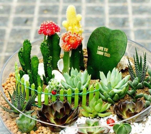 多肉小花园效果图 0a7b8483a5bf4339a3f68ca2f0271ce1.jpeg