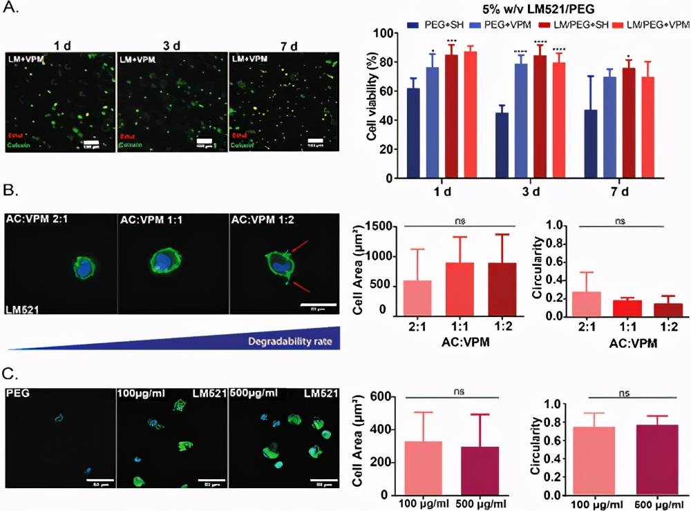 格拉斯哥大学《先进功能材料》peg水凝胶平台:掺入层粘连蛋白亚型