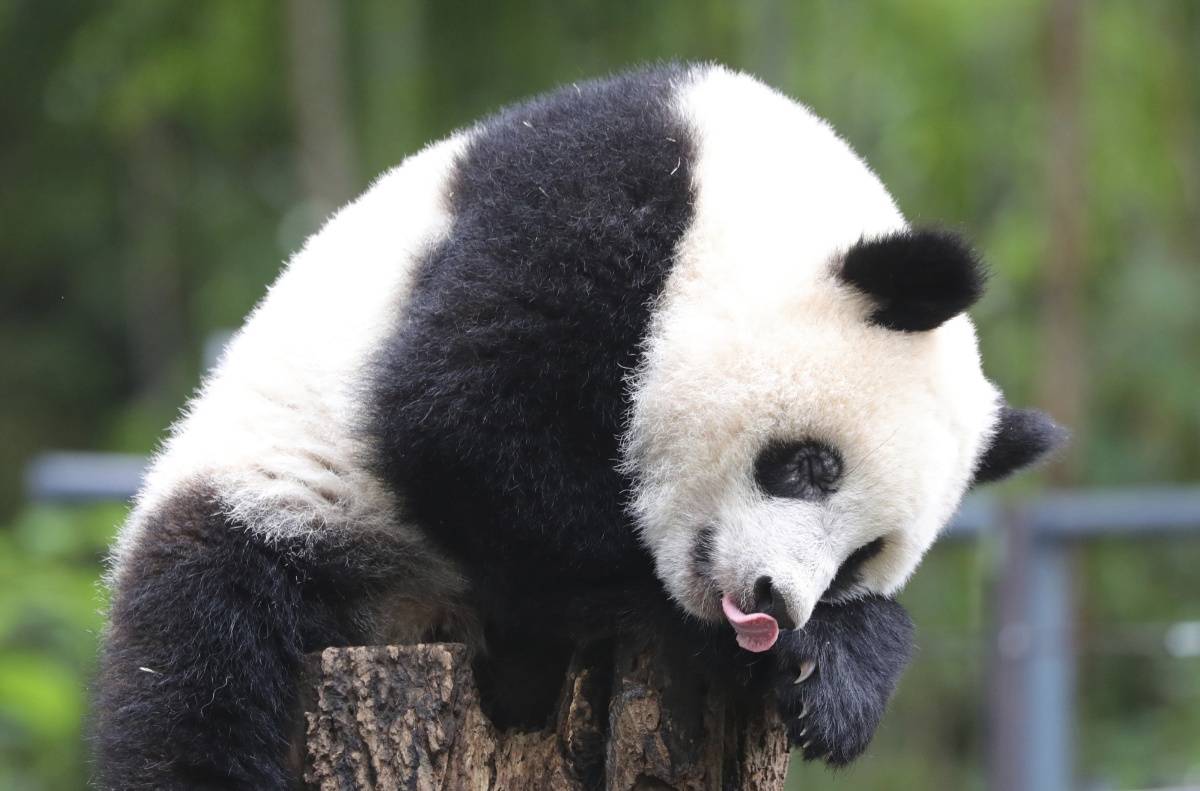 日本出生大熊猫香香归还中国时间再次延期