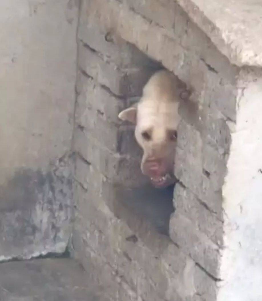 朋友家的猛犬好嚇人，細看後樂了，這不是哮天犬和八戒的後代嗎？ 萌趣萌寵 第1张