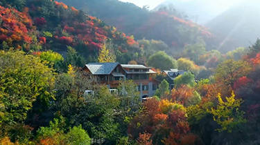 卡尔维诺牲畜林的结构特点与延迟艺术