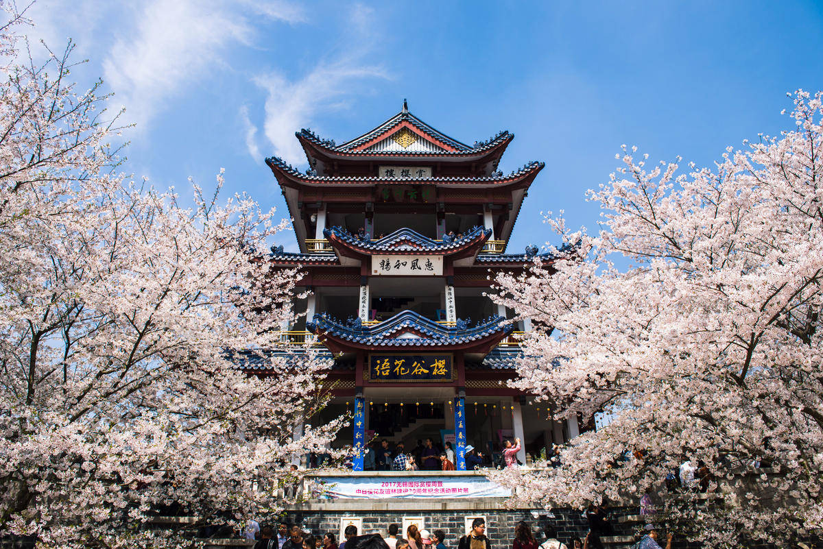 不输日本，我国最美的5个赏樱胜地，其中一个是全球最大的樱花基地