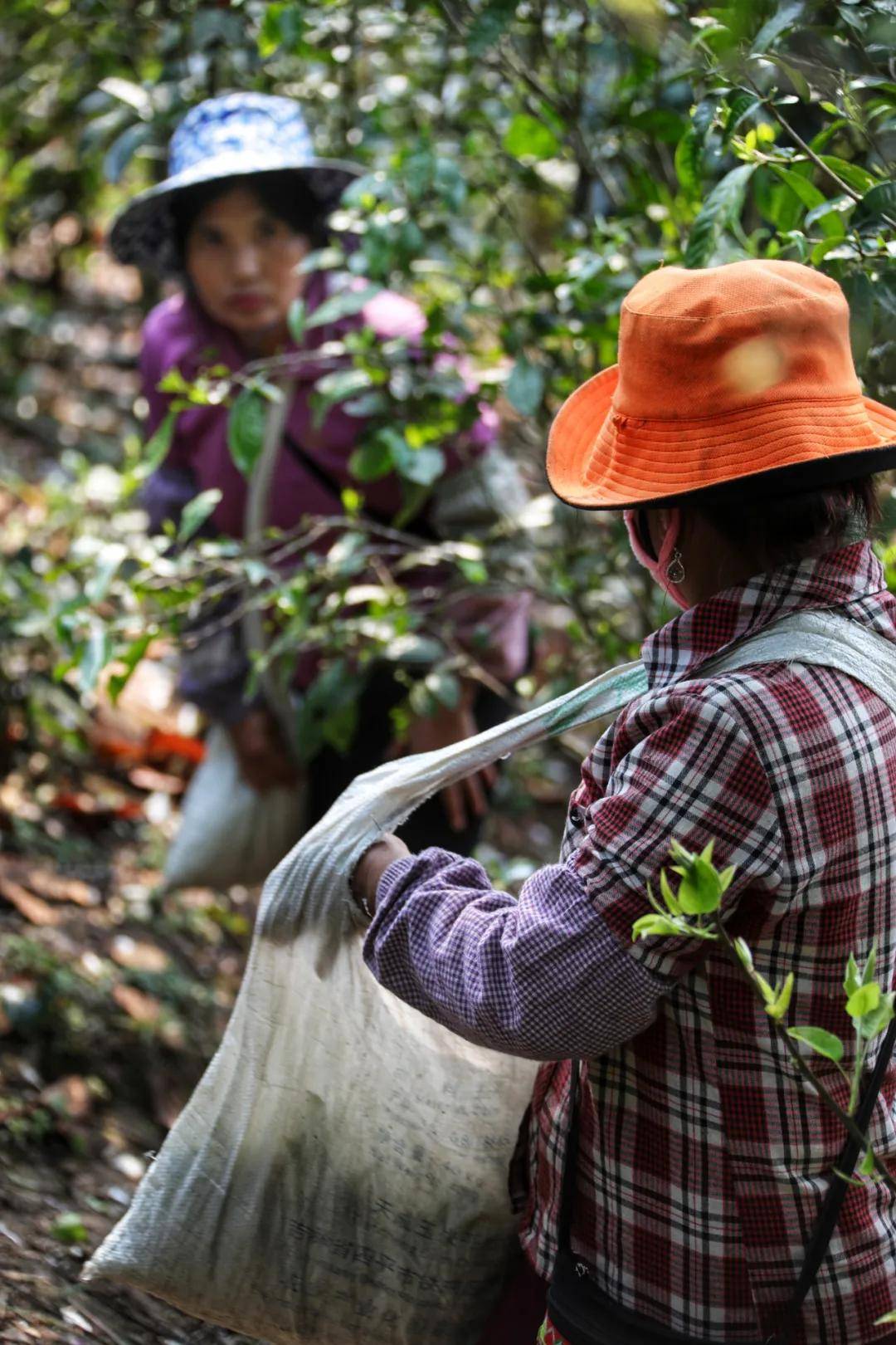 茶宠排行_皮卡界的“茶宠”!江铃域虎系列皮卡