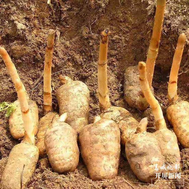 三七、滇重楼、灯盏花……云南省“十大云药”品牌药材遴选初选品种公布_产业