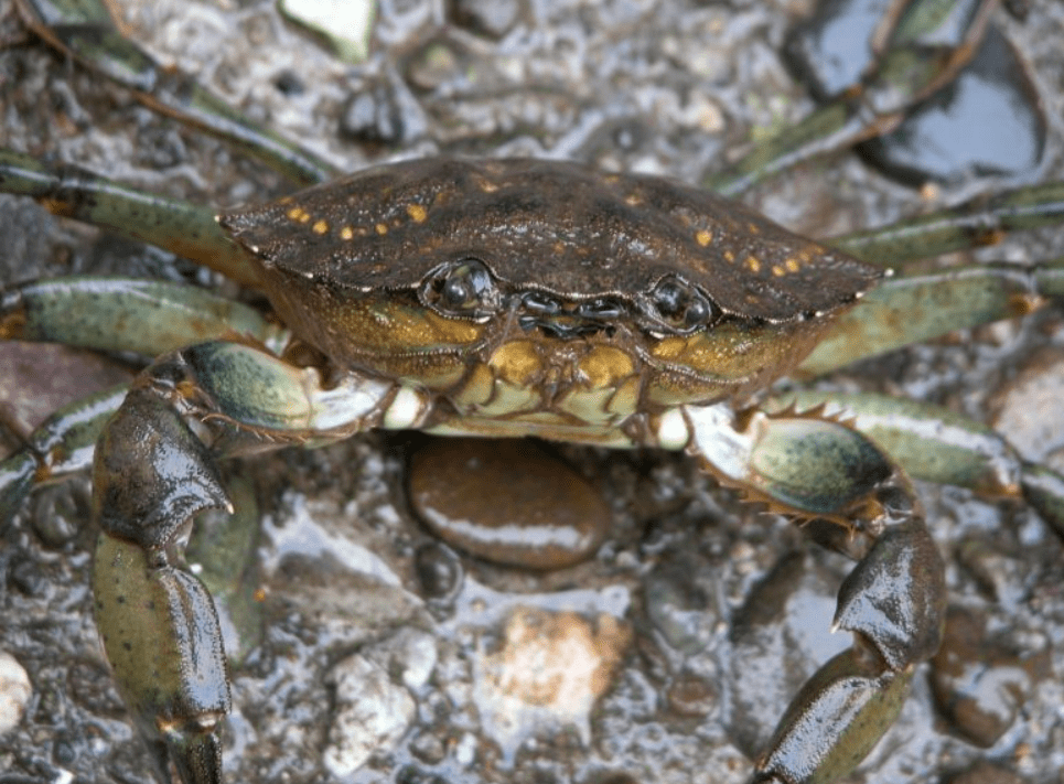 又是美国欧洲绿蟹进入美国1年繁殖近30万只真的吃不完啊