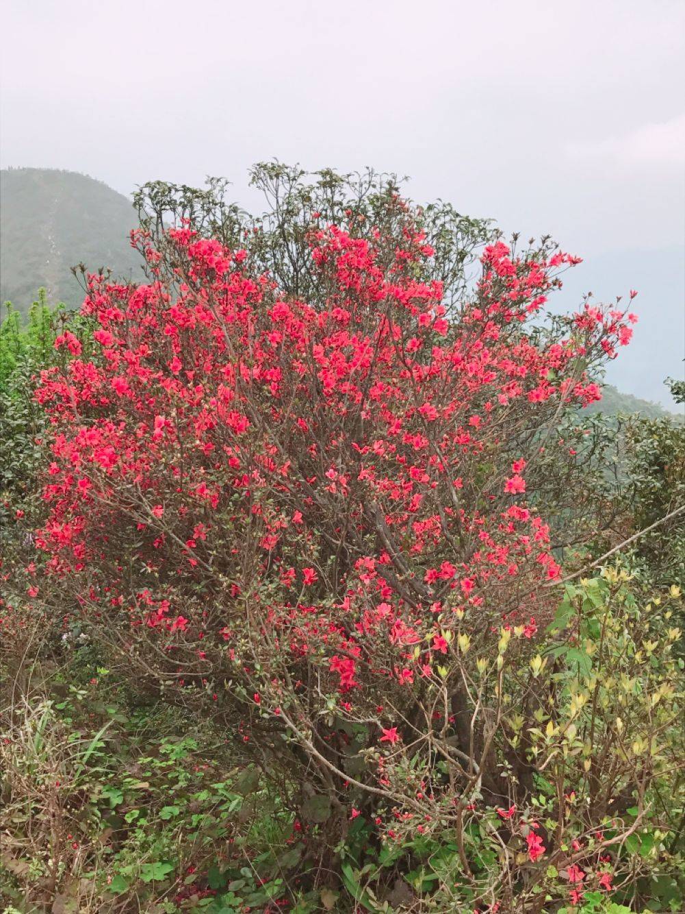 从化通天蜡烛旅游景点