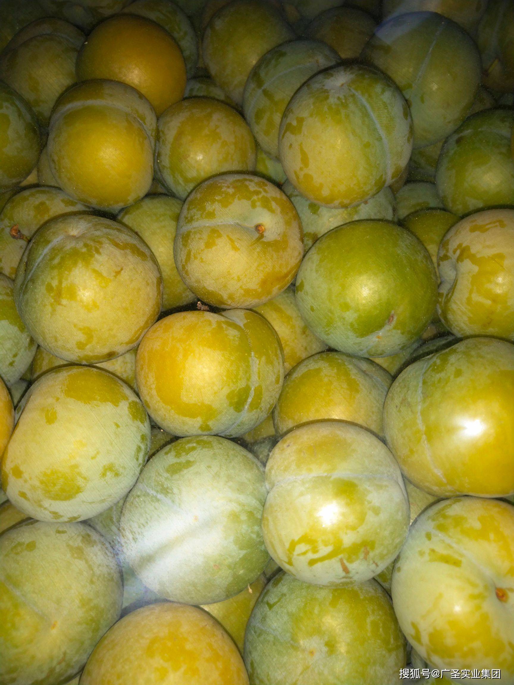 贵州蜂糖李秋天之美——硕果之礼!欢迎品尝!