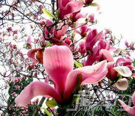 这个东西泡水喝功效神奇 路边 公园随处可见 可惜大家都不知道 辛夷花 这个东西泡水喝功效神奇 路边 公园随处可见 可惜大家都不知道 辛夷花