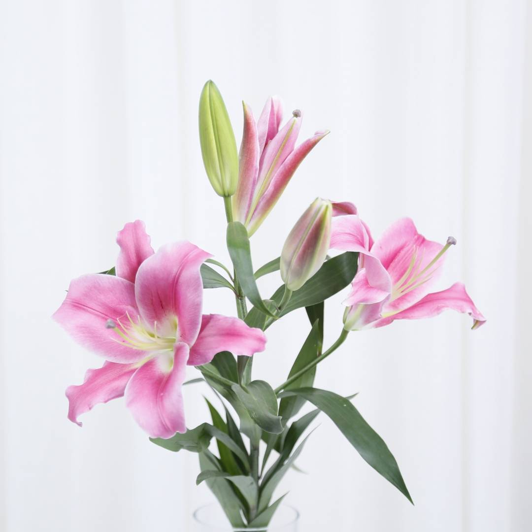 42种百合开花图,你分得清了吗?_花枝
