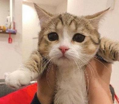 小猫委屈巴巴的无辜脸 太可怜了 什么