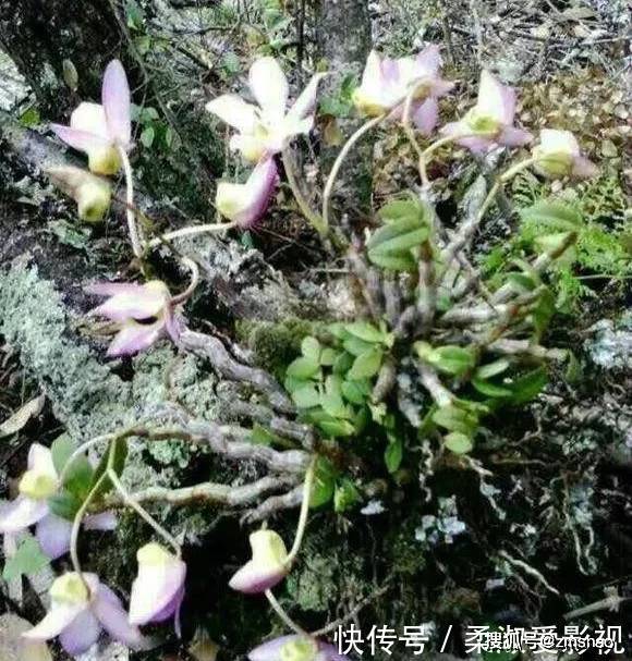 石斛是传统上比较出名的滋补草药,有些地方叫还魂草.