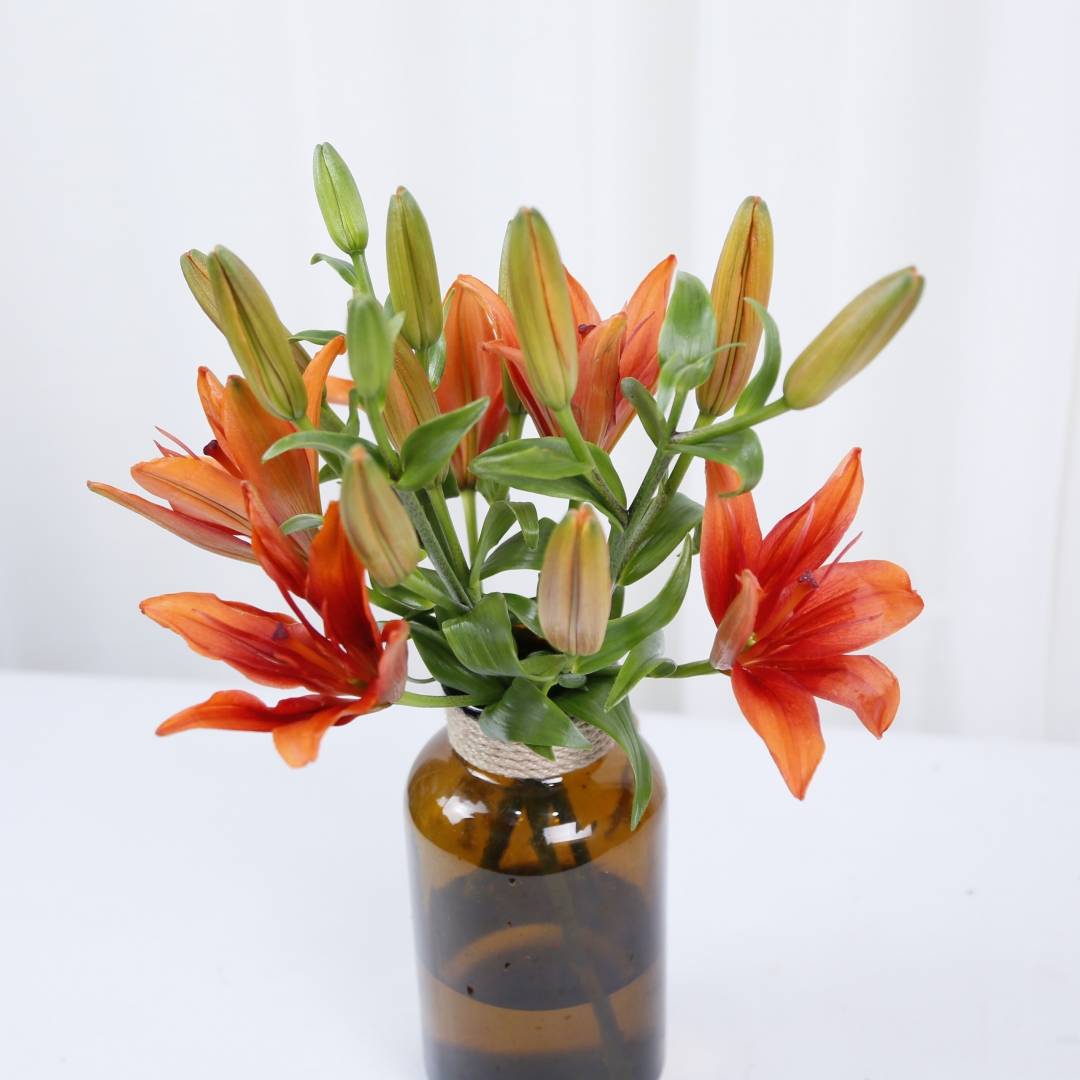 眼线百合(亚百) 百合的品种实在是太多了,且不断推陈出新,品种更新,本