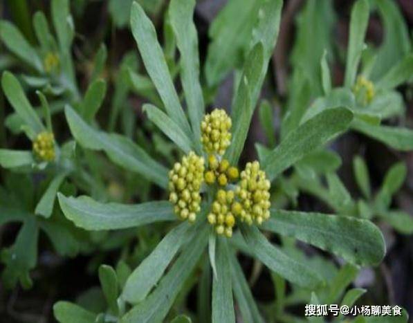 清明前后这种野菜可别错过能做团子还能做饼好吃又营养