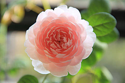 此款世界名花 开花漂亮 花量丰富 养护简单 是家庭盆栽佳品 女王 此款世界名花 开花漂亮 花量丰富 养护简单 是家庭盆栽佳品 女王