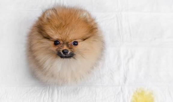 怎么教狗狗定点大小便最快 b184fb1331364831acf948e59e70ad7b.jpeg