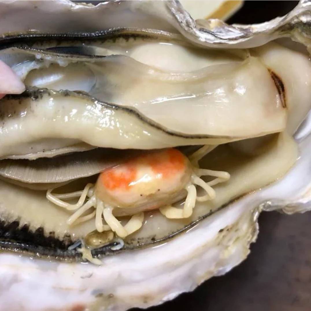 如何在网上购买生蚝 b8a2155b674f4cc2aa214dbc1e6bd5b4.jpeg