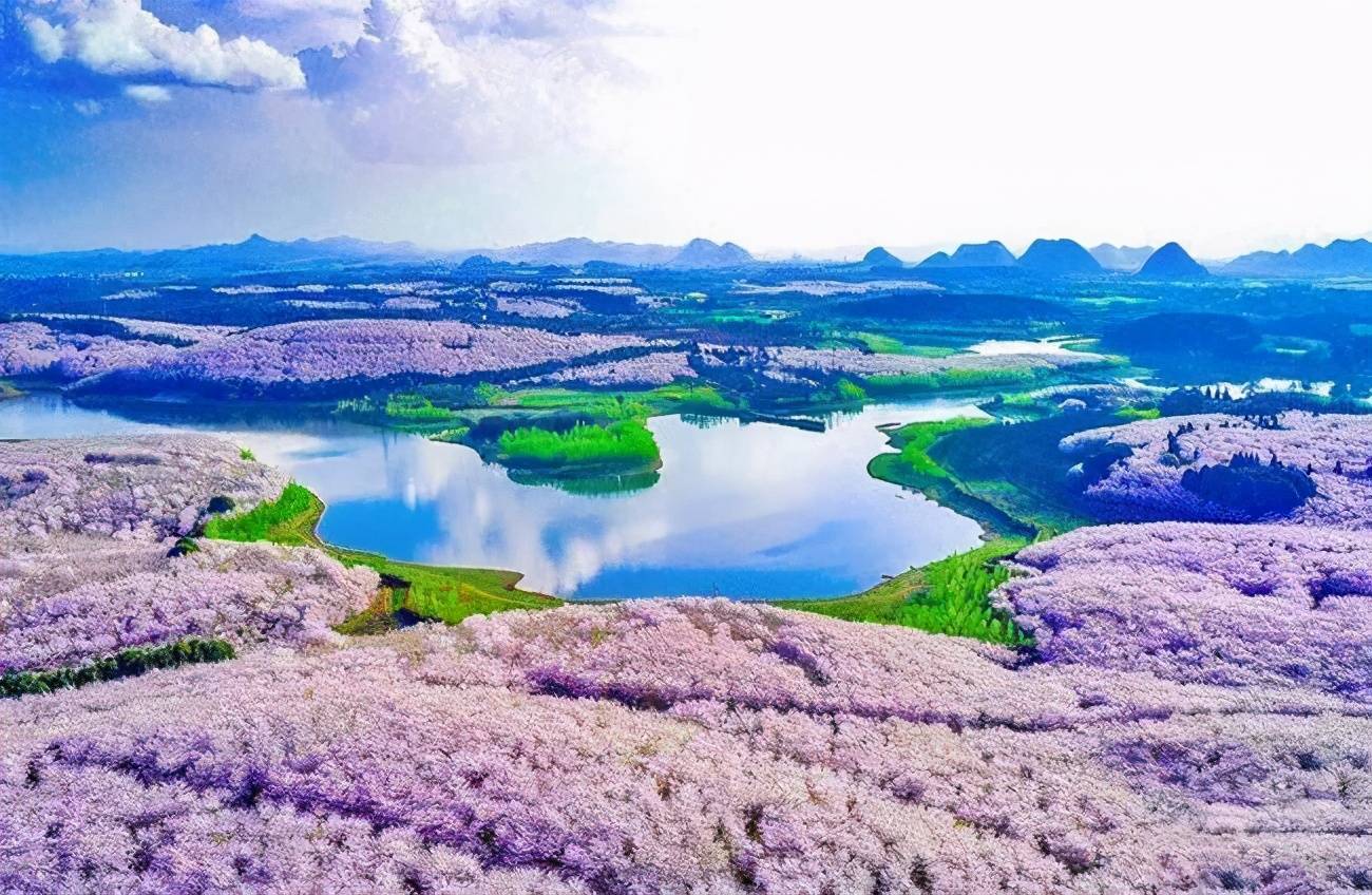 在贵州平坝樱花、罗甸三角梅红海面前，上野公园顶多算个小弟