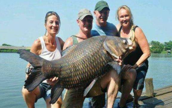 亚新体育全球最大的淡水鱼身长近3米重达293公斤却被人类吃成需要养殖(图2)